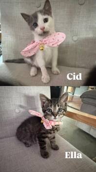 Ella -  Domestic Short Hair Cat for Adoption - Ella | PetCurious