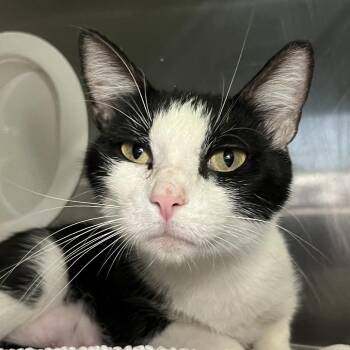 Jaga -  Domestic Short Hair Cat for Adoption in Palm Springs, California - Jaga | PetCurious