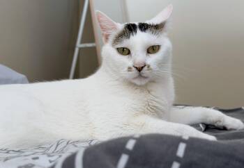 Mitsuki (A097509) -  American Shorthair Cat for Adoption in Burbank, California - Mitsuki (A097509) | PetCurious