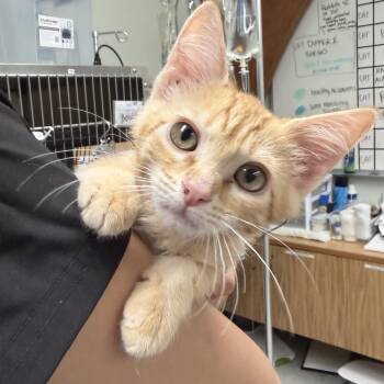 Archie -  Domestic Medium Hair Cat for Adoption in Kent, Washington - Archie | PetCurious