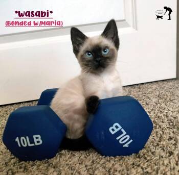 Wasabi (Bonded w/Maria) -  Domestic Short Hair Cat for Adoption in Centerville, Utah - Wasabi (Bonded W/Maria) | PetCurious