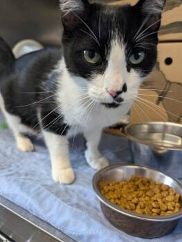 Momma Bear -  Domestic Short Hair Cat for Adoption in Vancouver, British Columbia - Momma Bear | PetCurious
