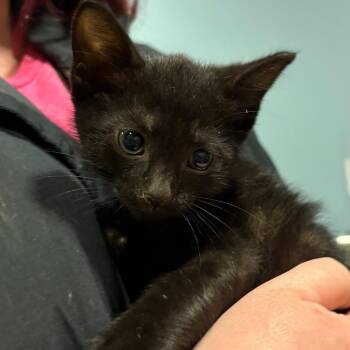 Bobert -  Domestic Short Hair Cat for Adoption in Chattanooga, Tennessee - Bobert | PetCurious