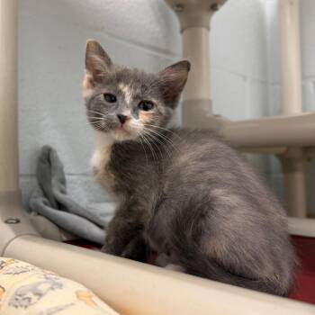 Domestic Short Hair Cats Available for Adoption in Marshall, Virginia - Chickadee | PetCurious