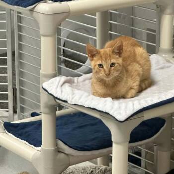 Olive -  Domestic Short Hair Cat for Adoption in Hampton Bays, New York - Olive | PetCurious