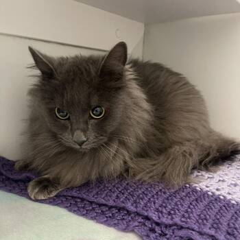 Domestic Medium Hair Cats Available for Adoption in Los Angeles, California - Nimbus | PetCurious