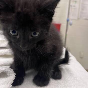 Domestic Short Hair Cats Available for Adoption in Gloucester, Virginia - Bastian Balthazar Bux | PetCurious