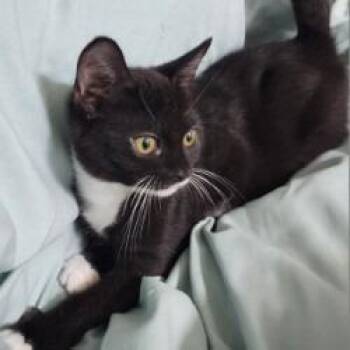 Snuggle Bug -  Domestic Short Hair Cat for Adoption in Lakeland, Florida - Snuggle Bug | PetCurious