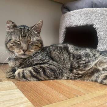 Teddy -  Domestic Short Hair Cat for Adoption in New York, New York - Teddy | PetCurious