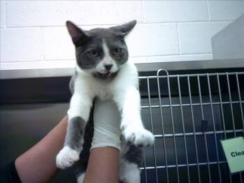 Rescue Domestic Short Hair Cats for Adoption in Santa Fe, New Mexico - PRESLEY | PetCurious