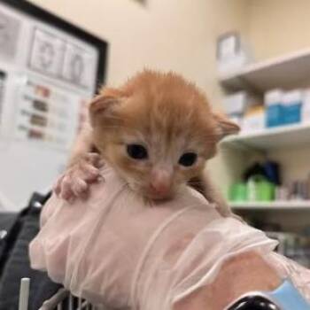 St. Stephen -  Domestic Short Hair Cat for Adoption in Lynchburg, Virginia - St. Stephen | PetCurious