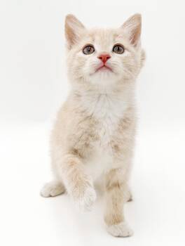 Parker is a POOFY PRINCE of snuggles -  Maine Coon and Domestic Medium Hair Cat for Adoption in Bedford Hills, New York - Parker Is A POOFY PRINCE Of Snuggles | PetCurious