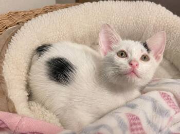 Gesso -  Domestic Short Hair Cat for Adoption in Dallas, Texas - Gesso | PetCurious