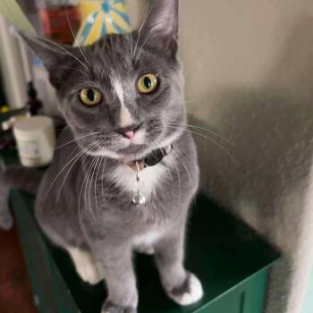 Luke -  Domestic Short Hair Cat for Adoption in Clayton, California - Luke | PetCurious