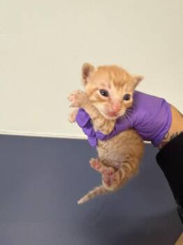 JACKIE -  Domestic Short Hair Cat for Adoption in Doral, Florida - JACKIE | PetCurious