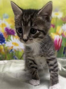Domestic Short Hair Cats Available for Adoption in San Antonio, Texas - Bronco | PetCurious
