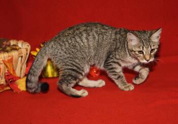 Rescue Tabby and Domestic Short Hair Cats for Adoption in Marietta, Ohio - Amargasaurus (Spayed) (Photos 10/3/2025) | PetCurious