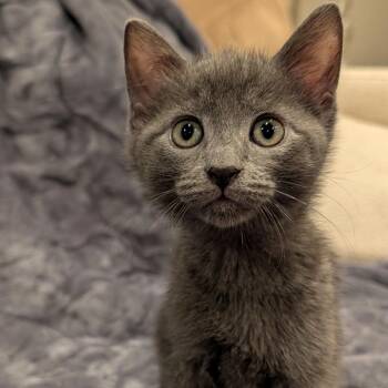 Domestic Short Hair Cats Available for Adoption in Oceanside, New York - Bo | PetCurious