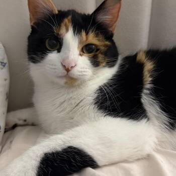Latasha -  Calico and Domestic Short Hair Cat Available for Adoption in UNIVERSITY PA, Maryland - Latasha | PetCurious