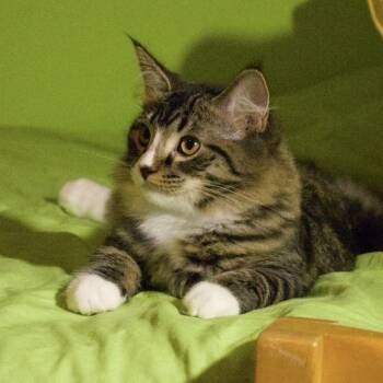 Lady -  Domestic Long Hair Cat for Adoption in Saint Paul, Minnesota - Lady | PetCurious