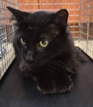 ONYX -  Domestic Medium Hair Cat for Adoption in Fort Myers, Florida - ONYX | PetCurious