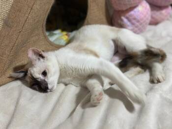 Domestic Short Hair and Siamese Cats Available for Adoption in Naranjito, Naranjito - Nayla | PetCurious