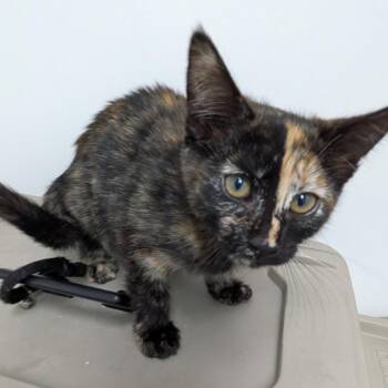 Snickers -  Domestic Short Hair Cat for Adoption in Lakewood, California - Snickers | PetCurious