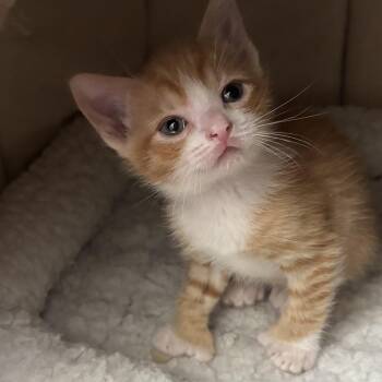 Macaroni -  Domestic Short Hair Cat for Adoption in Victor, New York - Macaroni | PetCurious