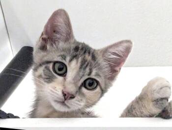 Kitten Naoki -  Domestic Short Hair Cat for Adoption in Seal Beach, California - Kitten Naoki | PetCurious