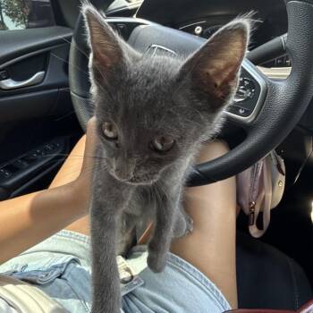 Sea Slug -  Domestic Short Hair Cat for Adoption in Greensboro, North Carolina - Sea Slug | PetCurious