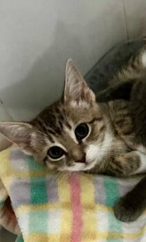 Vida -  Domestic Short Hair Cat for Adoption in Dale City, Virginia - Vida | PetCurious