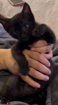 Raven -  Domestic Short Hair Cat for Adoption in Darien, Georgia - Raven | PetCurious