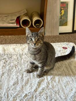 Rescue Domestic Short Hair and Tabby Cats for Adoption in Northfield, Ohio - JASPER | PetCurious