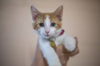 Zena -  Domestic Short Hair and Tabby Cat for Adoption in Mountain Home, Arkansas - Zena | PetCurious