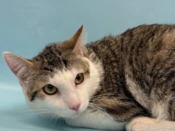 Rescue Domestic Short Hair Cats for Adoption in Woodbury, Minnesota - Cleo | PetCurious