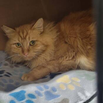 Domestic Long Hair Cats Available for Adoption in Washougal, Washington - Elton John | PetCurious