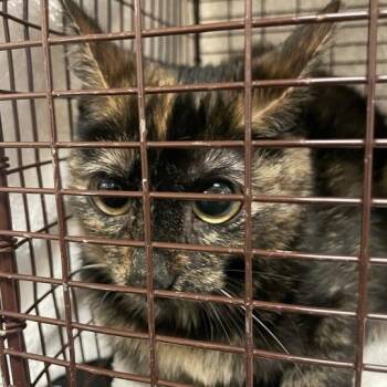 Owletta -  Domestic Short Hair Cat for Adoption in Chicago, Illinois - Owletta | PetCurious