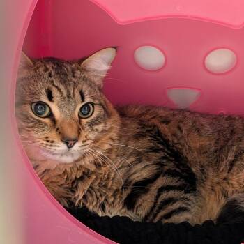 Taz -  Domestic Short Hair Cat for Adoption in Titusville, Florida - Taz | PetCurious