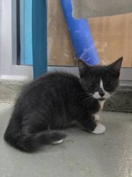 Rhombus -  Domestic Short Hair Cat for Adoption in Savannah, Georgia - Rhombus | PetCurious