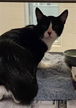 Danny A220161 -  Tuxedo Cat for Adoption in Plano, Texas - Danny A220161 | PetCurious