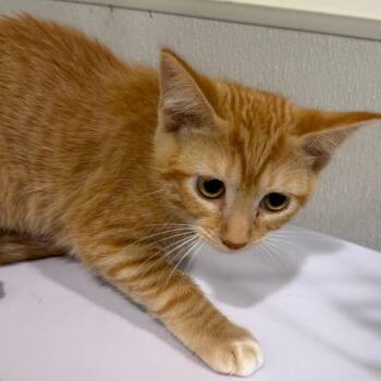 Orchid -  Domestic Short Hair Cat for Adoption in Tampa, Florida - Orchid | PetCurious