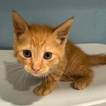Mr. Wobbles -  Domestic Short Hair Cat for Adoption in Chattanooga, Tennessee - Mr. Wobbles | PetCurious