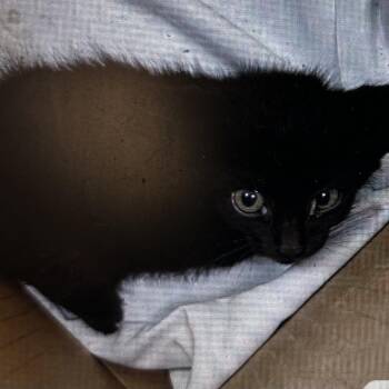 Scorpio -  Domestic Short Hair Cat for Adoption in Lynchburg, Virginia - Scorpio | PetCurious