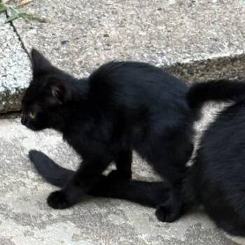 Del Sol -  Domestic Short Hair Cat for Adoption in Greensboro, North Carolina - Del Sol | PetCurious