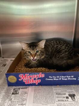 Rescue Domestic Medium Hair Cats for Adoption in Jackson, Tennessee - Jumper | PetCurious