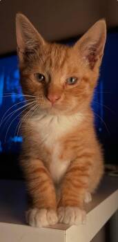 AJ -  Domestic Short Hair Cat for Adoption in North Haledon, New Jersey - AJ | PetCurious