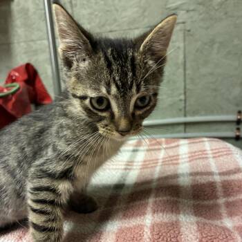 Colombo -  Domestic Short Hair Cat for Adoption in Bloomington, Illinois - Colombo | PetCurious