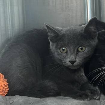Envy -  Domestic Short Hair Cat for Adoption in Matteson, Illinois - Envy | PetCurious
