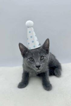 Domestic Short Hair Cats Available for Adoption in Bowling Green, Kentucky - Todd | PetCurious