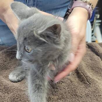 LUNDS #9 -  Domestic Long Hair Cat for Adoption in Willows, California - LUNDS #9 | PetCurious